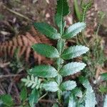 Weinmannia tinctoria Leaf