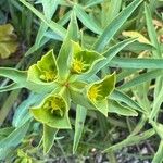 Euphorbia terracina Floare