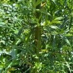 Salix viminalis Rhisgl