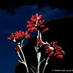 Helichrysum sanguineum Blüte