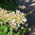 Abelia chinensis Flower