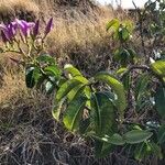 Cryptostegia madagascariensis Habit