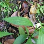 Ageratina riparia Folha