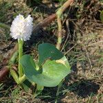 Pontederia rotundifolia Агульны выгляд