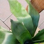 Aechmea fendleri 葉