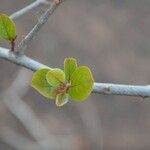 Combretum micranthum Blatt