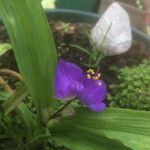 Tradescantia × andersoniana Flower