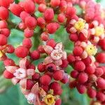 Leea guineensis फूल