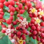 Leea guineensis Flower