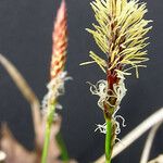 Carex pensylvanica Květ