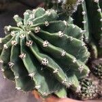 Echinopsis oxygona Листок