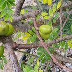 Spondias purpurea Fruit