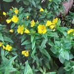 Oenothera fruticosa Hábito