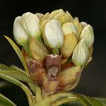 Rhododendron columbianum Fruto