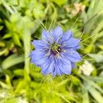 Nigella damascenaBlomst