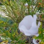 Alyogyne hakeifolia Cvet