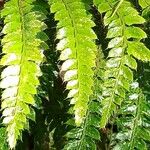 Polystichum luctuosum Folha