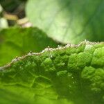 Petasites pyrenaicus Leaf