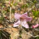 Rhododendron schlippenbachii 花
