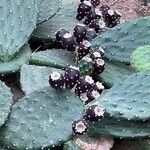 Opuntia humifusa 果實