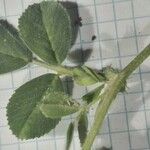 Medicago rigidula Likasa