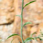 Solanum umbelliferum 整株植物