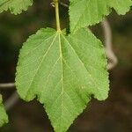 Dombeya acutangula পাতা