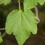 Dombeya acutangula Hoja