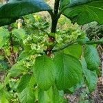 Vangueria madagascariensis Blad