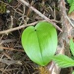 Maianthemum canadense Hoja