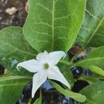 Jaborosa integrifolia Flower