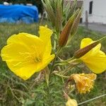 Oenothera glazioviana 花