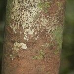 Pouteria reticulata Corteza