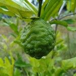 Citrus hystrix Frucht