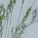 Agrostis stolonifera Blomst