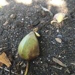 Barringtonia asiatica Frugt