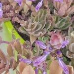 Plectranthus neochilus Květ