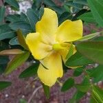 Hypericum patulumফুল