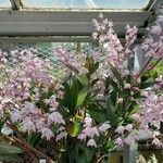 Dendrobium speciosum 整株植物