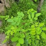 Robinia pseudoacacia Листок