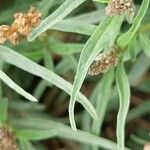 Amaranthus muricatus Blad