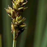 Carex heleonastes Ffrwyth