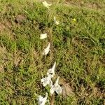 Delphinium carolinianum Blomma