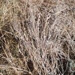 Artemisia frigida Blatt