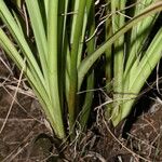 Schoenocaulon officinale Habit