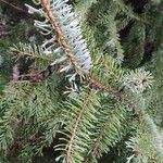 Picea omorika ഇല