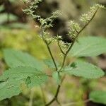 Laportea bulbifera Flor