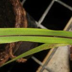 Pennisetum glaucum Folha