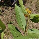 Vochysia ferruginea Levél