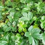 Begonia formosana Leaf